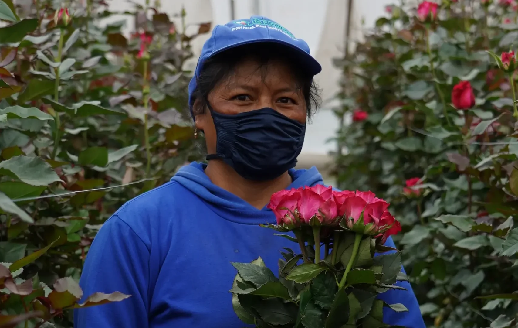 El impacto social y ambiental de la floricultura en Tabacundo