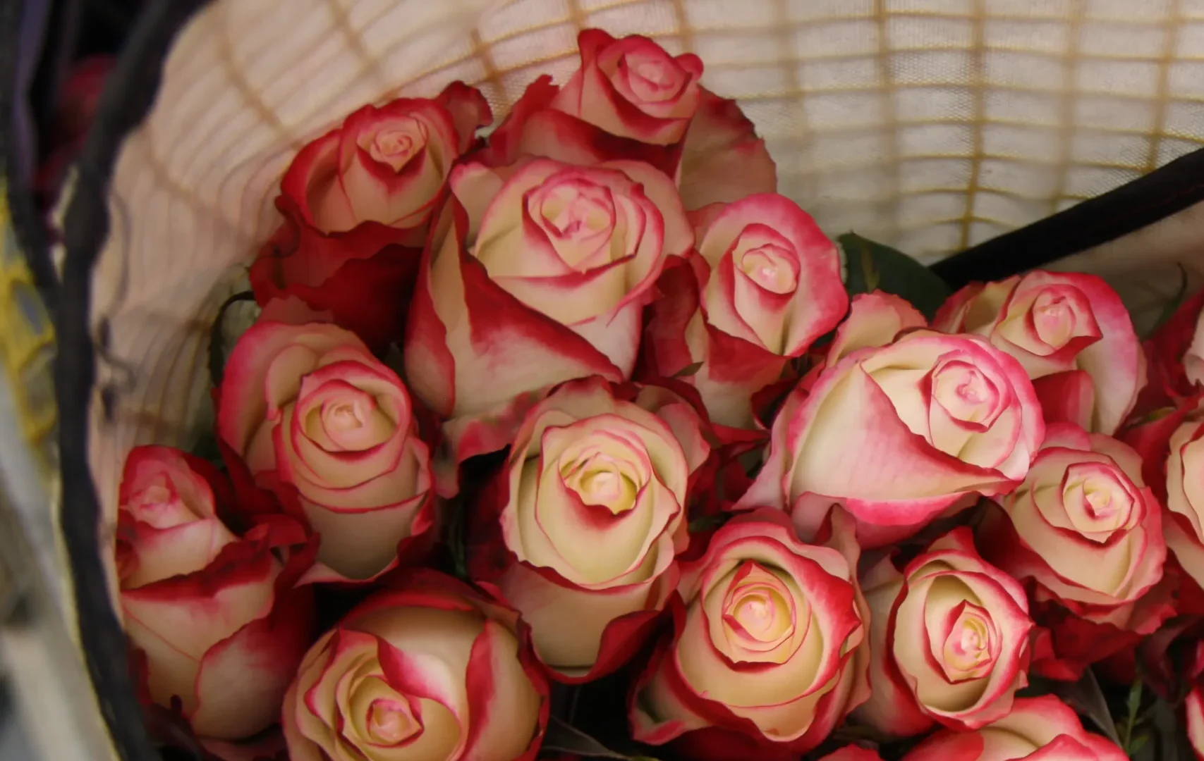 consejos prácticos para cuidar tus rosas y mantenerlas frescas