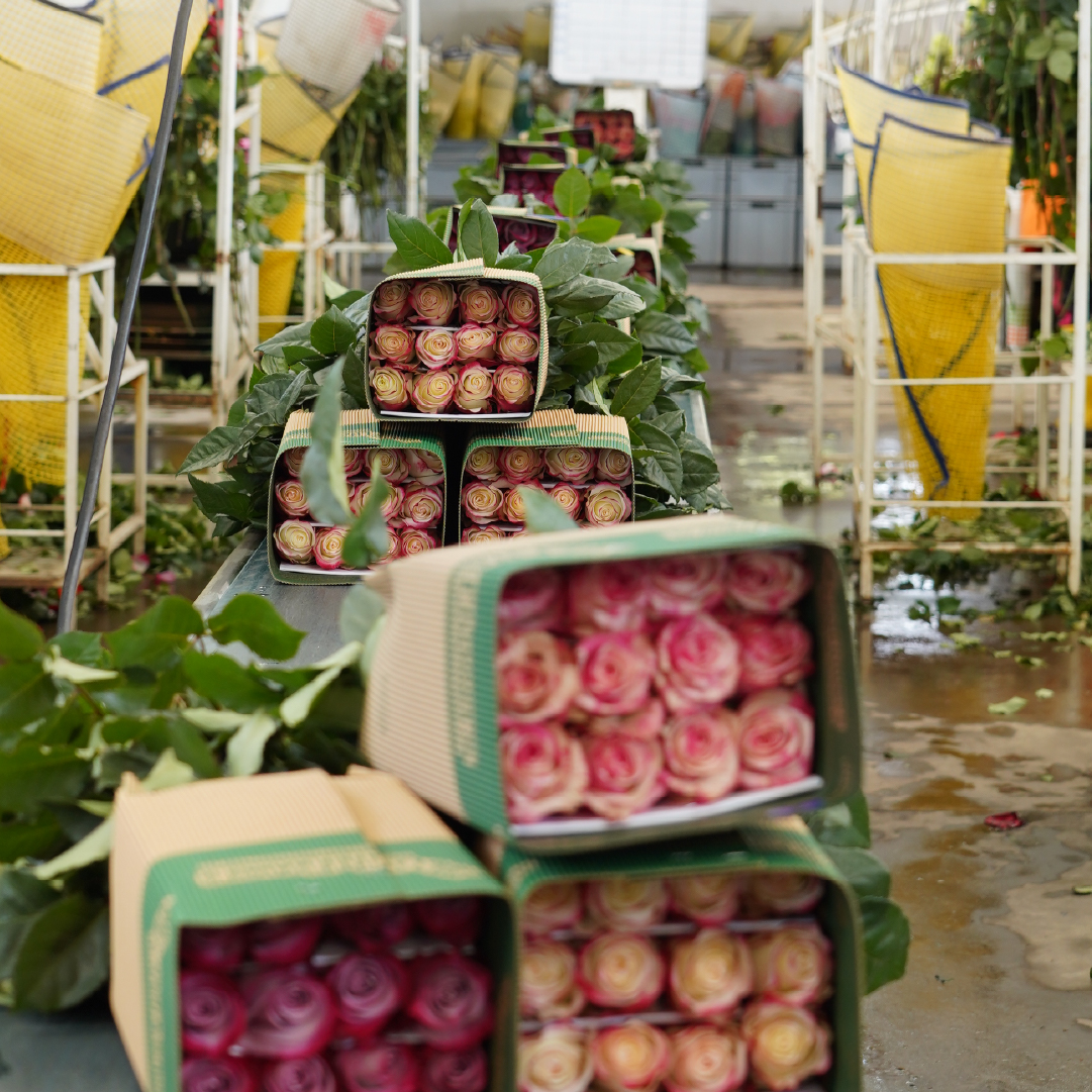 Sin tsdsdítulo-2_Mesa de trabajo 1 copia 7