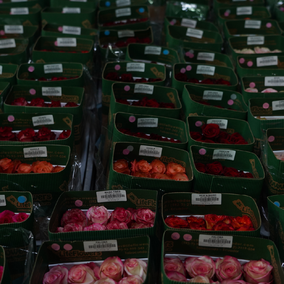 Sin tsdsdítulo-2_Mesa de trabajo 1