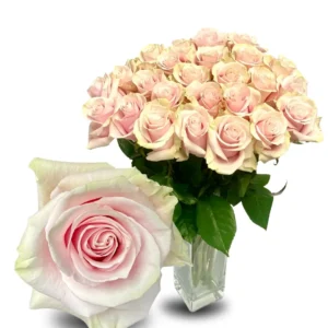 PINK MONDIAL