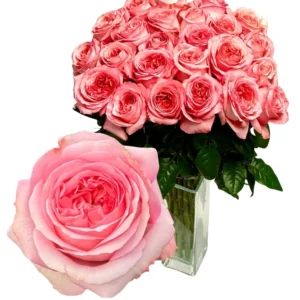 PINK X-PRESSION