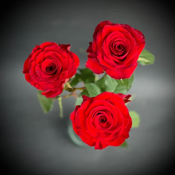 Redvolution Rosa REDVOLUTION - LifeFlowers