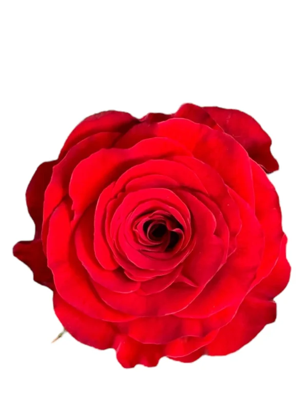 Redvolution Rosa REDVOLUTION - LifeFlowers