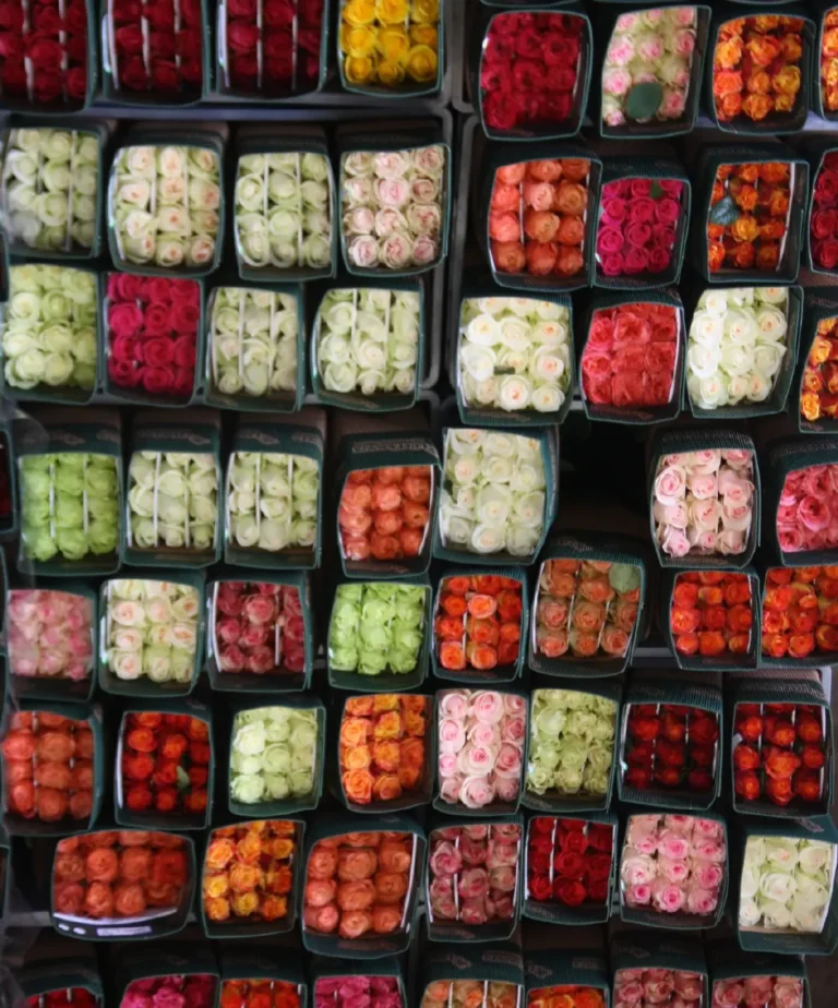 Etiquetado de variedades