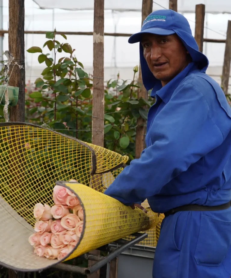 Envoltura de Cosecha