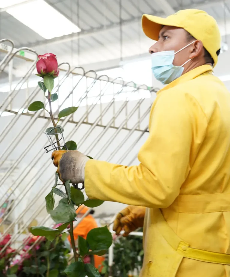 Clasificación y Selección