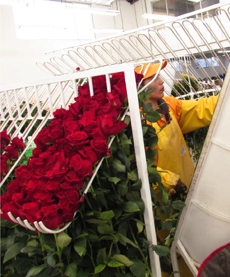 Clasificación y Selección