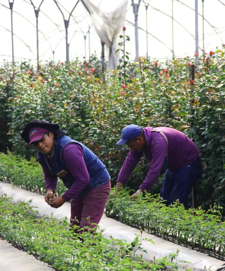 Siembra y Propagación