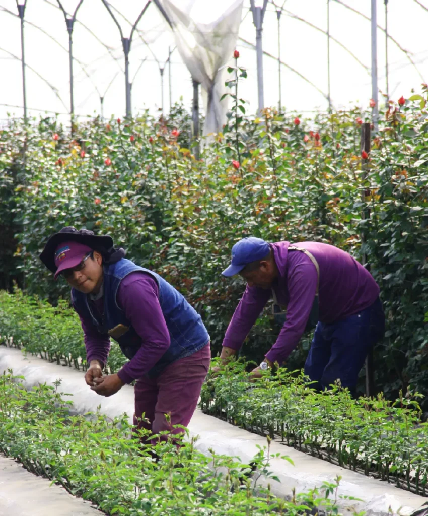 Siembra y Propagación